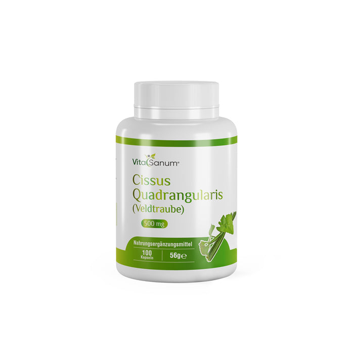 https://cdn.shopify.com/s/files/1/0915/8665/8688/files/Cissus-Quadrangularis-front_jpg.jpg?v=1746265763 VitaSanum®- Cissus Quadrangularis (Veldtraube) 500 mg 100 Kapseln